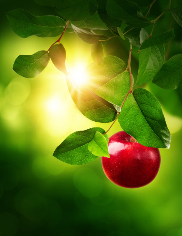 Red apple on a tree – St. Luke's